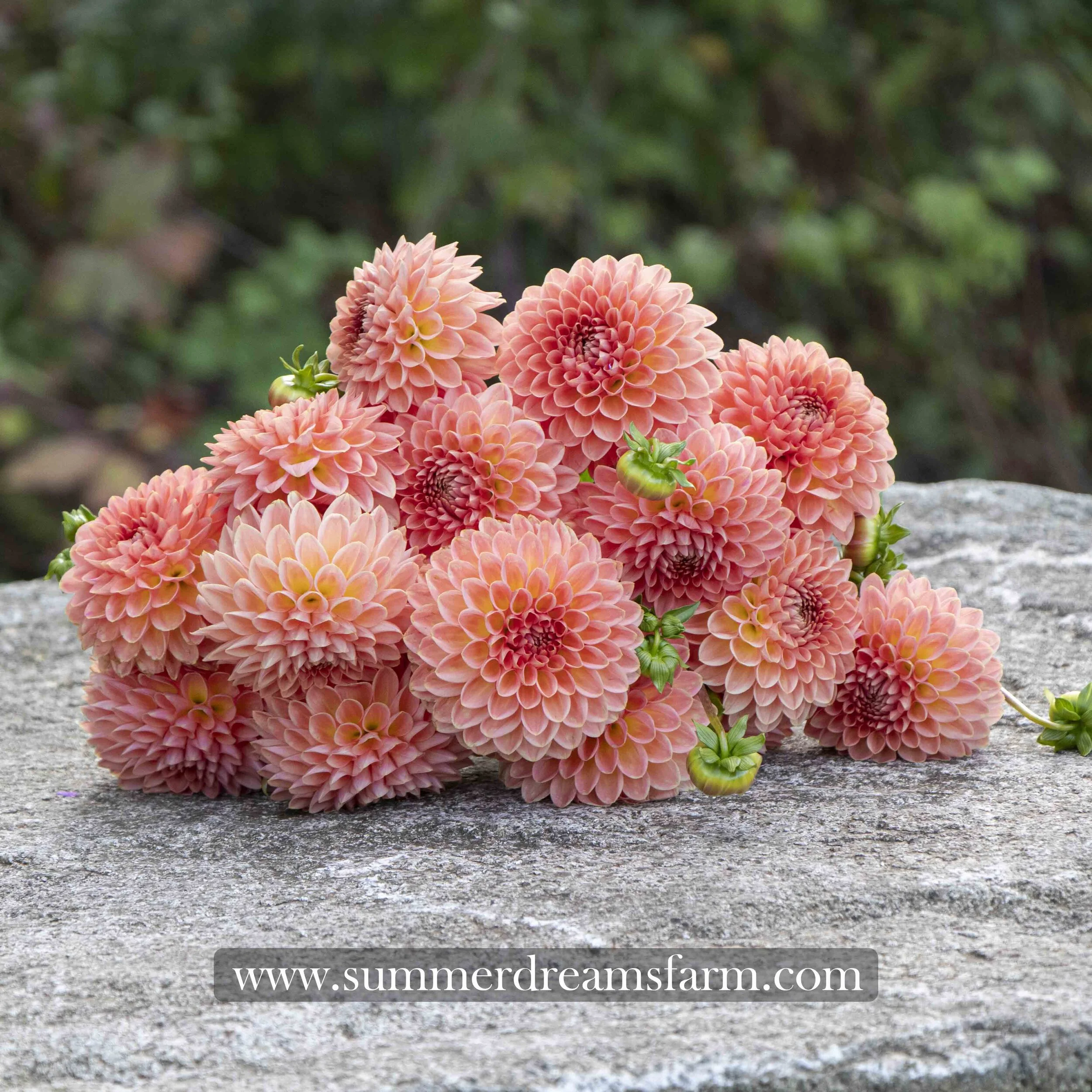 DAHLIAさん専用 Dahlia - Hillcrest Suffusion — Dahlia | SummerDreamsFarm